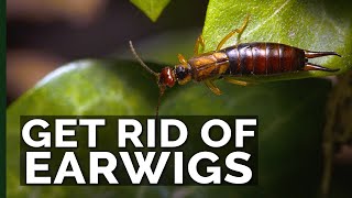 Get Rid of Earwigs With These 2 Traps [upl. by Aw]