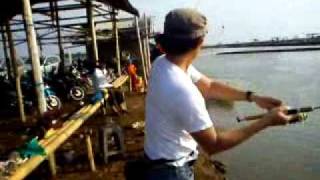 Mancing Bandeng Kapuk Muara Kamal Cengkareng [upl. by Aymer360]