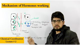 Working of Endocrine system [upl. by Haran289]