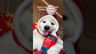 Advent Calendar Day 1 🎄 christmas adventcalendar dogshorts puppy samoyed pets cutedog dog [upl. by Curcio]