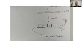 Activity trp operon [upl. by Annaeirb588]