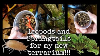 ISOPODS AND SPRINGTAILS FOR MY NEW TERRARIUM isopods springtails terrarium [upl. by Bicknell53]