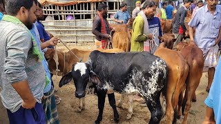 আজ ২১ নভেম্বর ২৪  কুষ্টিয়ার খামারী কেমন দামে শাহিওয়াল বাছুর কিনছেন আমবাড়ি হাটে [upl. by Samson]