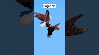 Eagle 🦅 flying amazinganimals eagle cute birdslover [upl. by Lunneta317]