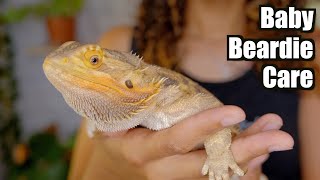 Baby Bearded Dragon Care  Beginner Care Guide 2021 [upl. by Radburn]