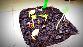 Gleditsia triacanthos Honey Locust Seedlings [upl. by Adnarrim658]