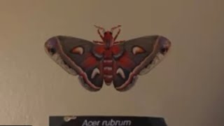 Cecropia Moth AR Presentation [upl. by Samaria127]