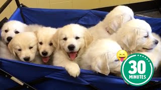 30 Minutes of the Worlds CUTEST Puppies 🐶💕 [upl. by Bithia801]