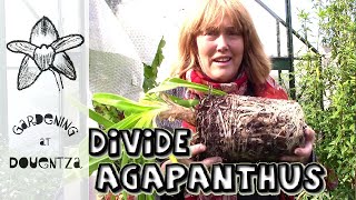 Dividing Agapanthus amp Tips for Flowering Stubborn Ones [upl. by Zoha]