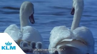 KLMs Historical Swan Commercial Compilation Of Swan Commercials 90s [upl. by Sadye]