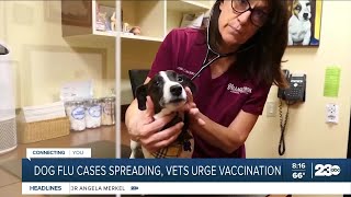 Dog flu cases spreading vets urge vaccination [upl. by Esydnac]