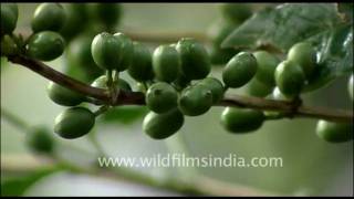 Coffee beans growing in Kerala [upl. by Demaggio]