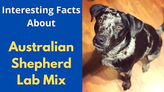 Interesting and Shocking about the Australian Shepherd Labrador Mix Aussiedor [upl. by Angil50]