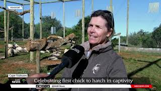 Cape Vultures  Celebrating first chick to hatch in captivity Kerri Wolter [upl. by Riamu]