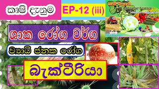 Agriculture science  ශාක රෝග වර්ග  බැක්ටීරියා  Bacteria Deseases  EP 12iii [upl. by Nnanerak]