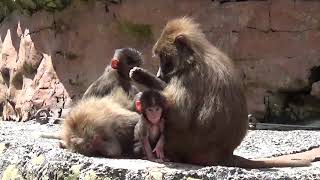 Hamadryas Baboon with babys at Paignton Zoo [upl. by Faus]