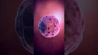 Fertilization part 2💕shorts youtubeshorts science [upl. by Tnaryb685]