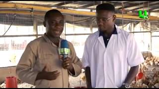 AYEKOO Starting poultry farming business in Ghana [upl. by Netsrek]