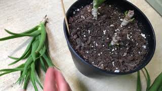 Aloe Propagation By Beheading [upl. by Imoyaba]