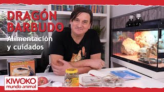 Alimentación Pogona y sus cuidados 【Dragón Barbudo🐉 】 [upl. by Lebyram]