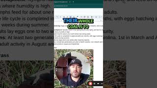 Spittlebug Life Cycle Explained LawnCare lawnpests [upl. by Esmond]