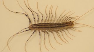 House centipede running away after cleaning legs one by one [upl. by Midan]