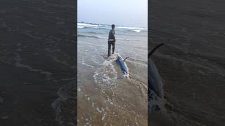 70 కేజీలు కొన్నం చేప కుల్లిపోయింది😭fishing seafood fishdelivery livefishes pudimadakabeach [upl. by Leahcim]