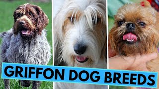 All Griffon Dog Breeds  Wiry Coated Hunters and Companions [upl. by Eilyk]