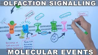 Olfaction Signalling  Molecular Events of Olfaction Signalling [upl. by Levania832]