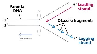 Okazaki fragments  Explanation 1080p [upl. by Tudela]