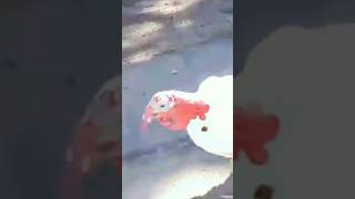 Go Home Robertthanksgiving turkeyday happythanksgiving funnyanimal funnyanimalvideosjackass [upl. by Arikahc]