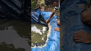 Alligator 🐊gar nda tank😢 കീറിച്ചു shots alligatorgar fish fishing fishtank [upl. by Nalyd779]