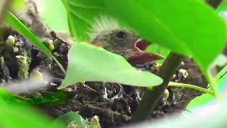 bird watching  Nachwuchs beim Distelfink  Stieglitz  offspring goldfinch [upl. by Serra]