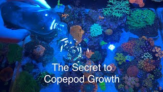 How to grow amp culture copepods in reef tank The secret benefits copepods have to devouring diatoms [upl. by Nosidam]