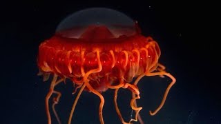 Facts The DeepSea Crown Jellyfish Atolla [upl. by Aeki95]