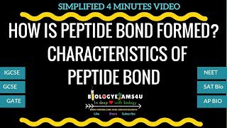 How is Peptide bond formed and Characteristics of Peptide bond [upl. by Ariaz541]