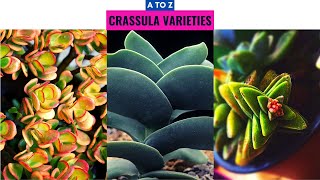 Crassula Varieties A to Z [upl. by Dewey]