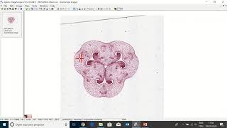 Tutorial Image Scope Análise Detalhada de Imagens Biológicas em Microscópio [upl. by Ecyrb]