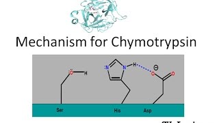 Mechanism of Chymotrypsin [upl. by Nola]