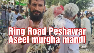 Aseel murgha mandi Ring Road Peshawar Friday 13092024 [upl. by Rap]