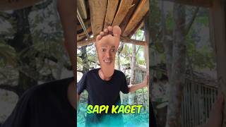 Video lucu sapi kaget funny [upl. by Andeee]