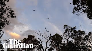 Meet the squawking and squabbling megabats of Adelaide [upl. by Nandor]