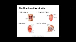 Mastering Medical Terminology Chapter 5 Digestive System [upl. by Gaudet]