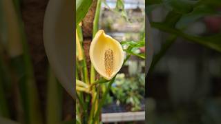 Monstera obliqua in Blüte zimmerpflanzen [upl. by Nari]