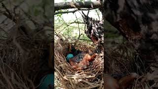 Smallest Sibling in the Nest Wild Babbler Babies of All Sizes shortsvideo ytshortsviral [upl. by Yate]