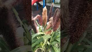 Ornamental Pearl Millet sorghum plants purpleplants susanbulusan [upl. by Enelra]