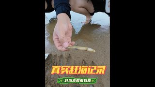 趕海劉家灣，快樂每一天！ 趕海 戶外趕海抓海鮮 日照 日照旅遊攻略 真實戶外 [upl. by Eillit679]