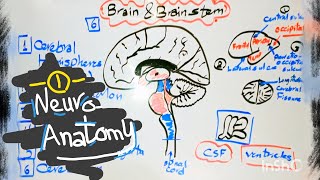 Introduction to Brain anatomy [upl. by Annaeel6]