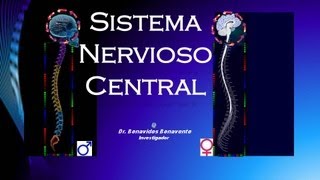 SISTEMA NERVIOSO CENTRAL [upl. by Airdnala31]