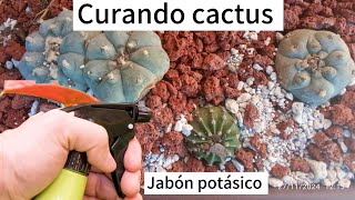 TRASPLANTANDO CACTUS LOPHOPHORA CACTUS SUCULENTAS [upl. by Kailey507]